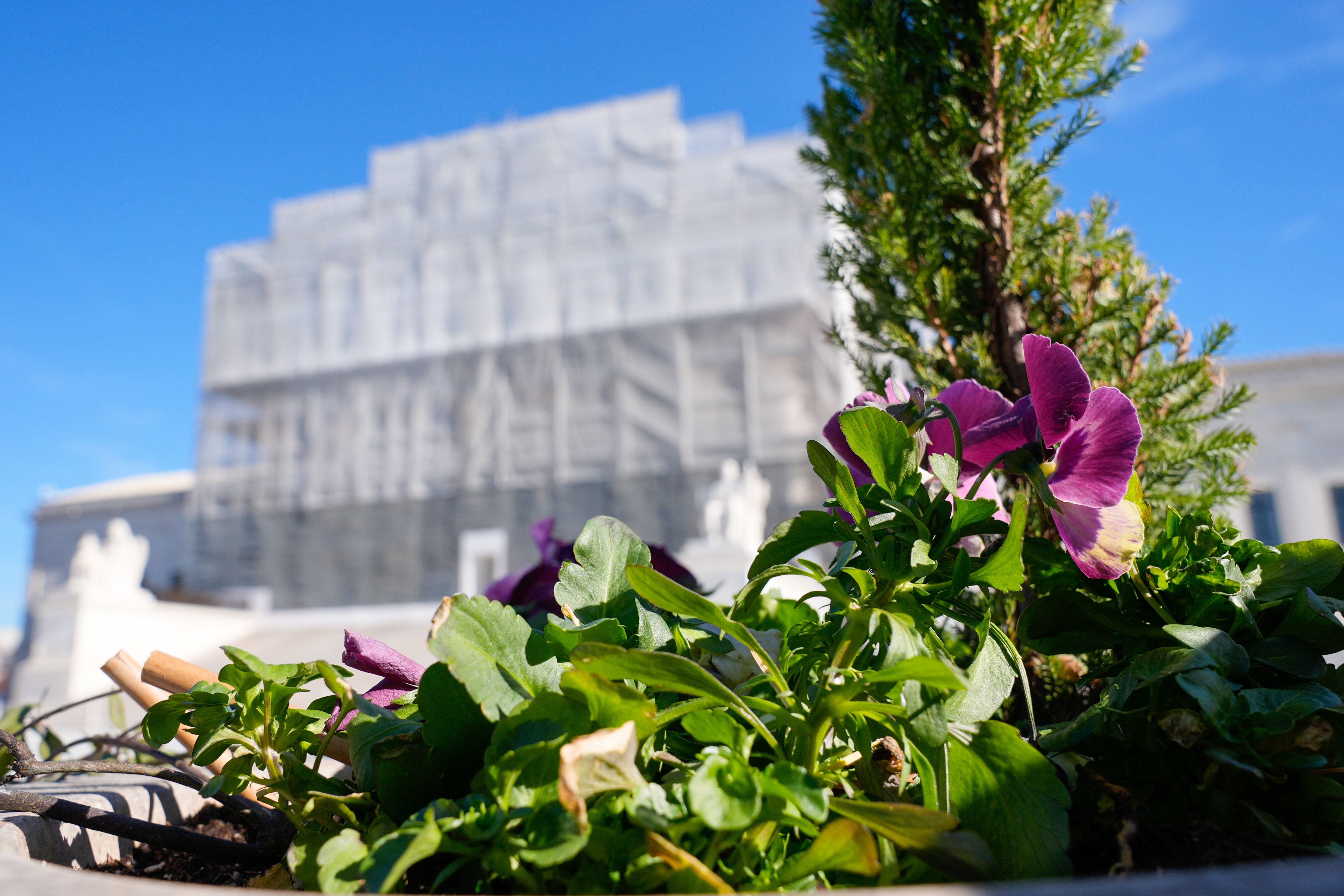 With flowers in the foreground, construction on the front of the U.S. Supreme Court continues Monday, Nov. 24, 2025, in Washington.